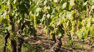 Degustazione di vini e visita alla Weingut Meier Schmidt