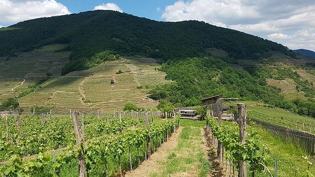 Degustazione di vini e visita al Graben Gritsch Im Donauschlössel