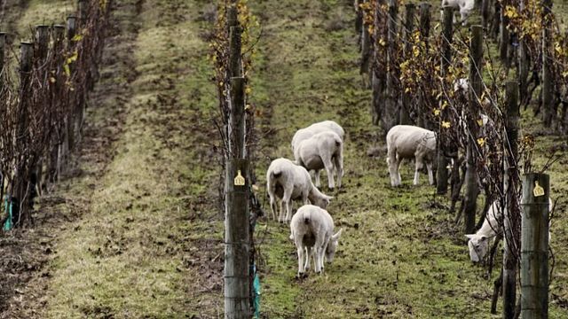 Degustação de vinhos e tour em Cable Bay Vineyards