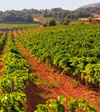 Degustação de vinhos e visita guiada na Celler Grau i Grau