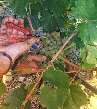 Lombardy Wine & Vineyard Journey at Cantina Ceresa