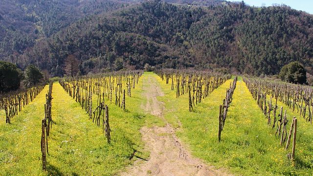 Tenuta Montiani