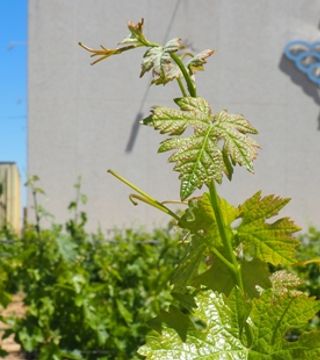 Degustazione e visita alla Vinicola De Tomelloso
