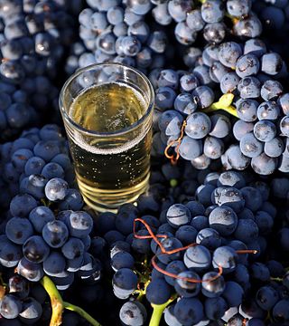 Uma experiência sensorial única nos vinhedos de Champagne Marc