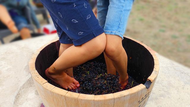 Cosecha: ¡Recoge, tritura y disfruta!