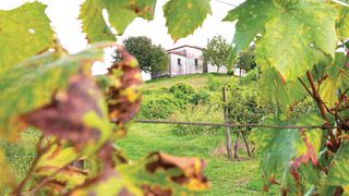 Cata de vinos y visita guiada en Gleni Wines