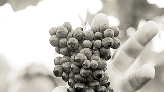 Cata de vinos popular en Champagne Collery