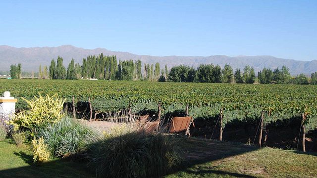 Cata de vinos y visita a Bodega Viamonte