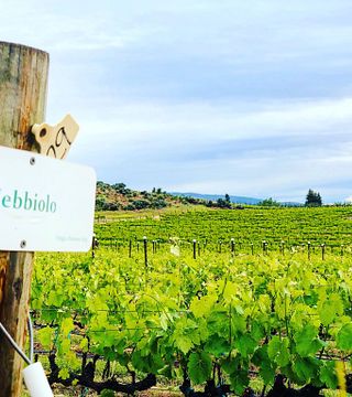 Cata de vinos y visita guiada a Wilridge Vineyard, Winery & Distillery