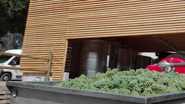 Promenade dans les vignobles et dégustation accompagnée de spécialités locales | Tenuta Dell'Ugolino