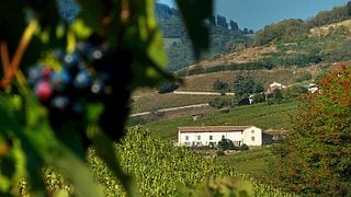 Cata de vinos y visita al Domaine Joncy