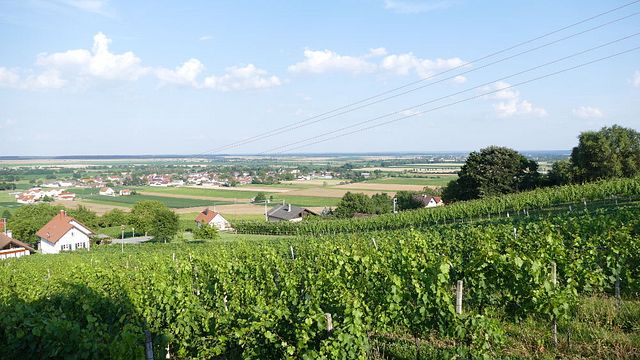 Degustação de vinhos e tour em Weingut Grosz