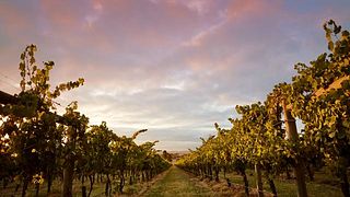 Greenstone Vineyards