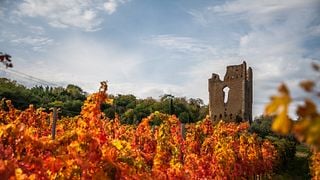 Degustação de Montepulciano D'Abruzzo