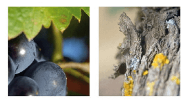 Cointes Winery