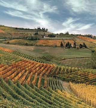 Cata de vinos y visita guiada en Ca' Brusà, Agricola Marengo Diego