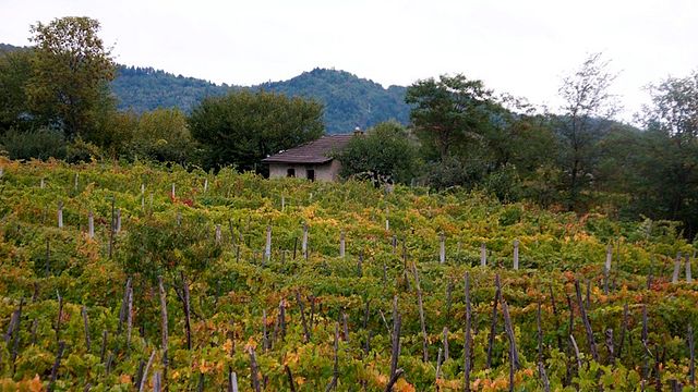 Azienda Agricola Mauro Vini