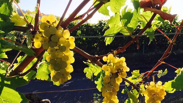 Weingut Ilmbacher Hof