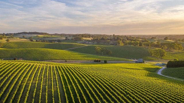 South Australia Wine Adventure at The Lane Vineyard