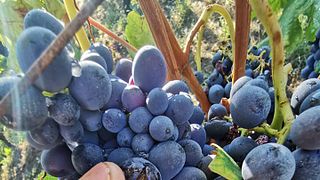 Degustação de vinhos na Azienda Agricola Cascina Garitina