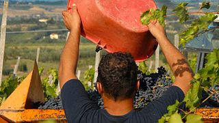 Visita a nuestra bodega de 1300 metros cuadrados con degustación en Fanetti