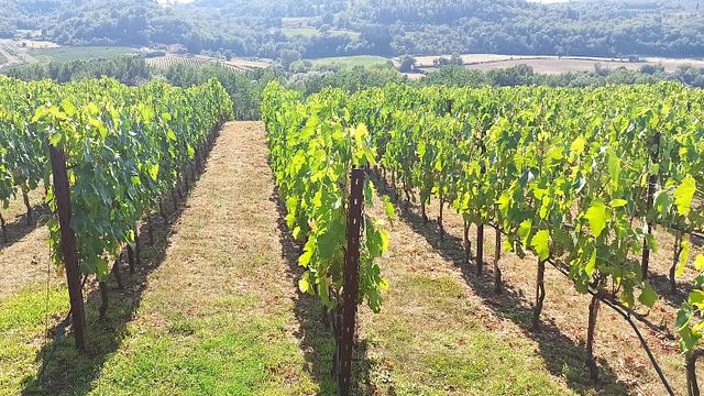Privat rundtur: Chianti Classico eftermiddagstur med vinprovning 