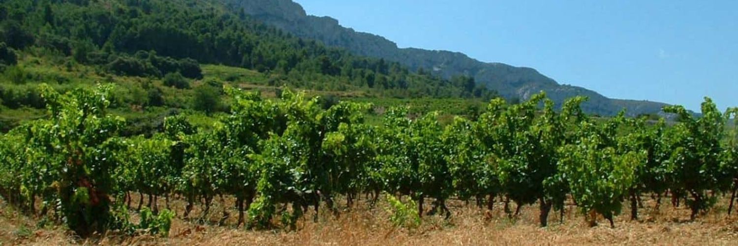 Domaine Vents du Sud - Vineyard