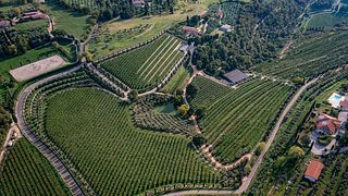 Valpolicella ekologisk vingårdstur och provsmakning