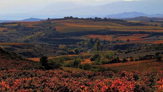Cata de vinos de Finca Única en Bodega Gil Berzal