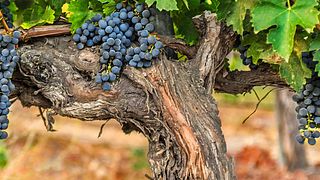 Dégustation de vins à Adega Northwest