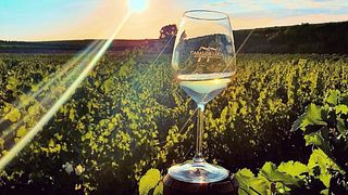 Degustazione vini nella bottaia di Casal De Luca