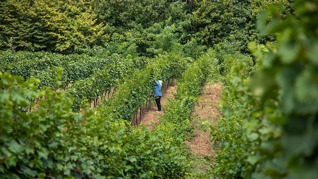 Dégustez 4 vins Qvevri - Tour Qvevri 
