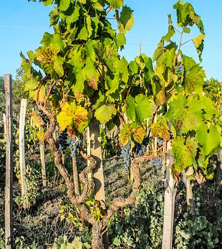Degustazione di vini - Visita ad un vecchio vigneto | Barone Beneventano 