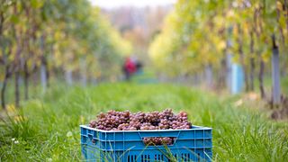 Flanders Wine Passion: Tour & Tasting at Gloire de Duras