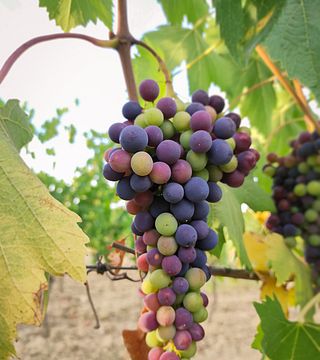 Tour del vino con los enólogos de la Bodega I Cipressi