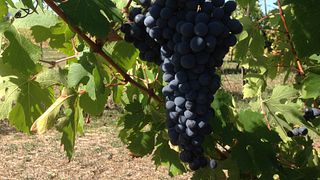 Visita à Vinícola e Degustação no Vinhedo da Vinícola Colonna