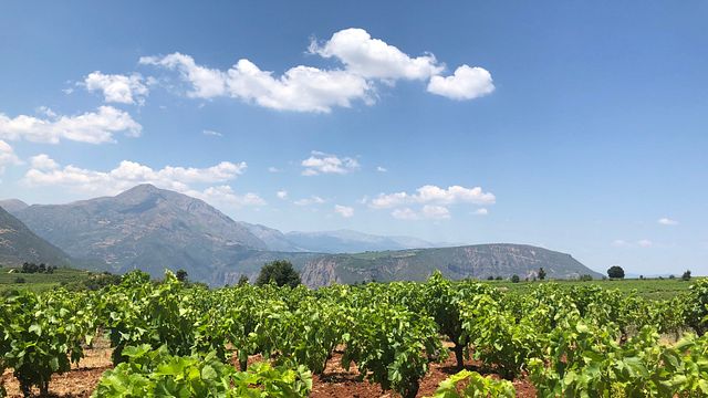Acheon Winery