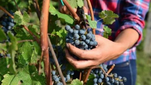 Le Muraglie : Visite d'un domaine viticole et dégustation de vins sur le lac de Garde