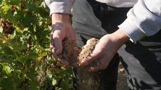Degustação de vinhos, piquenique e passeio no Vincent Grall Vigneron