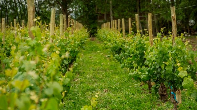 Weinprobe und Tour in der Bodega Aniello