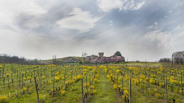 Cata de vinos y tour en Azienda Agricola Pusterla