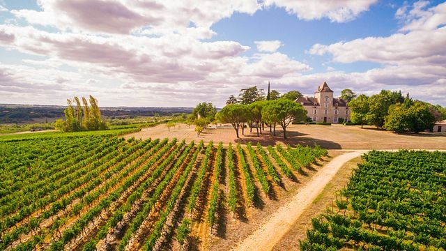 Tour dei vigneti e degustazione al Château de Haute-Serre
