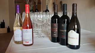 Cata de vinos premium y visita guiada en Tenuta Aliani