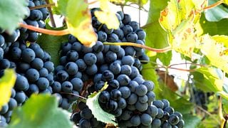 Weinprobe und Tour bei Cantine Vitevis