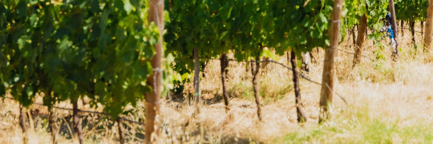 Vineyard Bpm-18