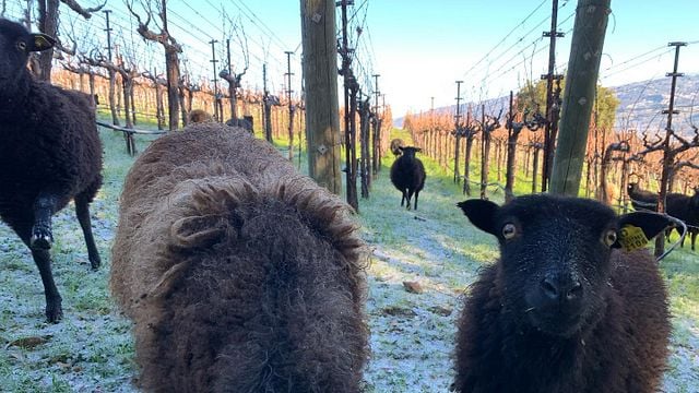 Alta Orsa Winery