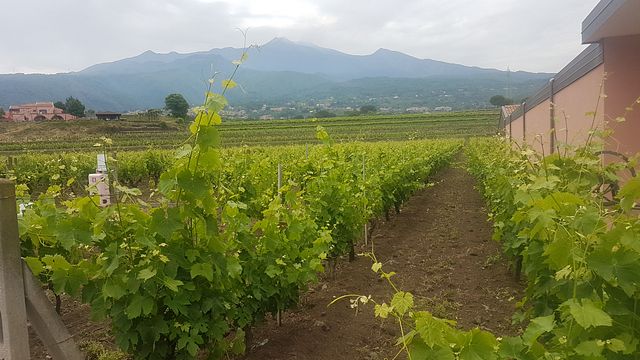 Découverte de l'Etna et dégustation de vins avec une visite guidée