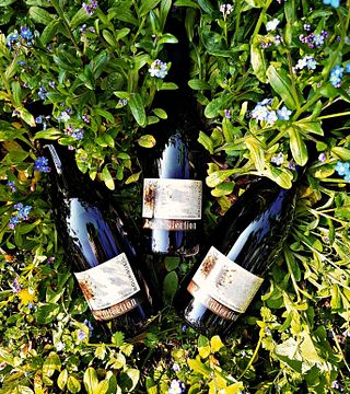 Cata de vinos y visita guiada en Bertrand & Vincent Marchesseau