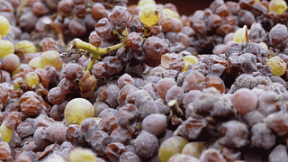 Cata de vinos y visita guiada en Domaine Blouin