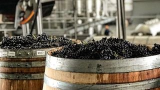Dégustation de vins du domaine à Lomond Winery